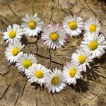 daisy-712892_640-e1498397779409