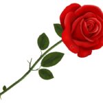 rose-01