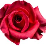 rose-1385965_960_720