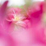 Ornamental rose