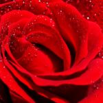 rosa-4234541_1280