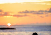 Divlja mačka Divlja mačka, ljubić