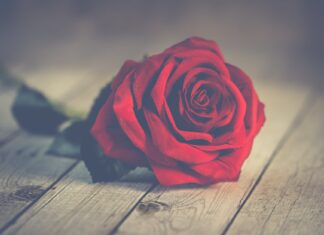 Crvene ruže red rose on brown wooden surface