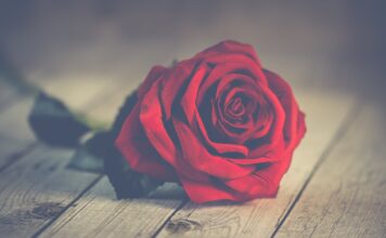 Crvene ruže red rose on brown wooden surface