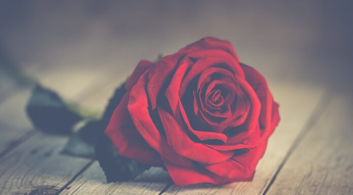 Crvene ruže red rose on brown wooden surface