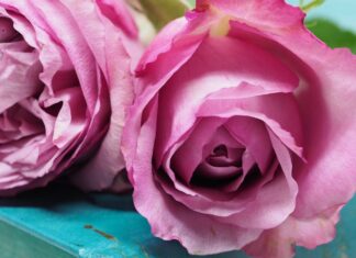 Sandra Brown – kolekcija knjiga pink rose flower on blue hardbound books