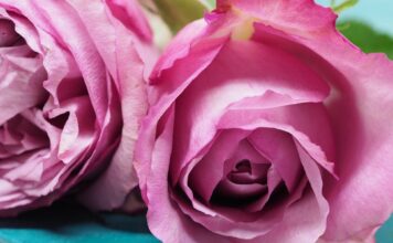 Sandra Brown – kolekcija knjiga pink rose flower on blue hardbound books