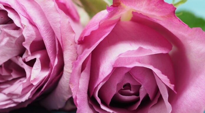 Sandra Brown – kolekcija knjiga pink rose flower on blue hardbound books