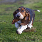 Nauka je rekla svoje: Ovo su 10 najlepših rasa pasa koje svakog otope svojim slatkim izgledom