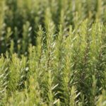 Najmoćnija biljka za srce, krvne sudove, nadbubrežne žlijezde i zglobove