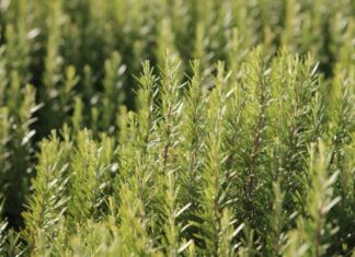 Najmoćnija biljka za srce, krvne sudove, nadbubrežne žlijezde i zglobove