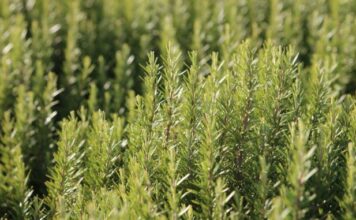 Najmoćnija biljka za srce, krvne sudove, nadbubrežne žlijezde i zglobove