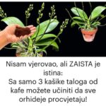 Nisam vjerovao, ali zaista je istina: sa samo 3 kašike taloga od kafe možete učiniti da sve orhideje procvjetaju!