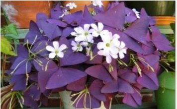 Srećno cvijeće koje noću spava: Ovu biljku morate imati u domu!