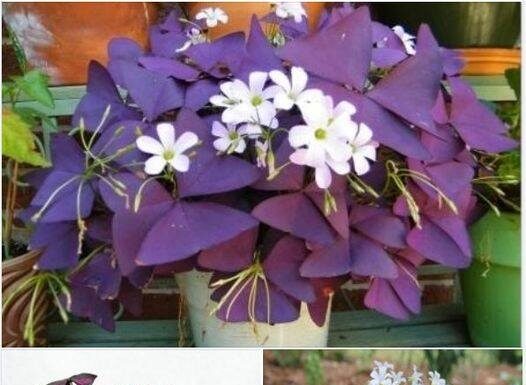 Srećno cvijeće koje noću spava: Ovu biljku morate imati u domu!