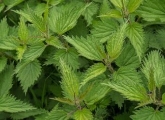 ZAMRZNETE LIST KOPRIVE Narodni travar otkriva prvu pomoć protiv alergija