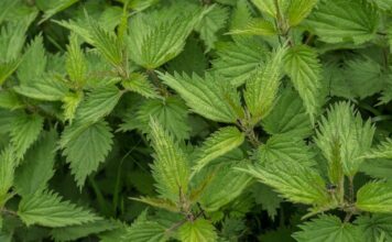 ZAMRZNETE LIST KOPRIVE Narodni travar otkriva prvu pomoć protiv alergija