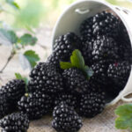 ZDRAVLJE Kupina – NAJČUDOTVORNIJA NAMIRNICA SVIJETA