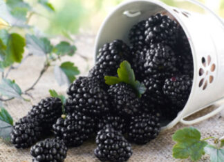 ZDRAVLJE Kupina – NAJČUDOTVORNIJA NAMIRNICA SVIJETA