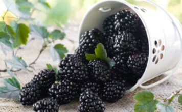 ZDRAVLJE Kupina – NAJČUDOTVORNIJA NAMIRNICA SVIJETA