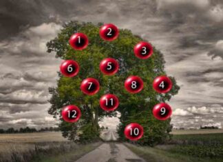 DRVO ŽELJA! ZAMISLITE JEDNU ŽELJU I IZABERITE 1 BROJ SA DRVETA: Evo da li će vam se želja ostvariti DRVO ŽELJA! ZAMISLITE JEDNU ŽELJU I IZABERITE 1 BROJ SA DRVETA: Evo da li će vam se želja ostvariti