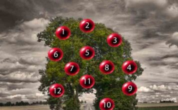 DRVO ŽELJA! ZAMISLITE JEDNU ŽELJU I IZABERITE 1 BROJ SA DRVETA: Evo da li će vam se želja ostvariti DRVO ŽELJA! ZAMISLITE JEDNU ŽELJU I IZABERITE 1 BROJ SA DRVETA: Evo da li će vam se želja ostvariti