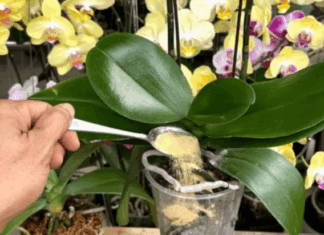 1 kašičica direktno u saksiju i 0RHIDEJA cvjeta skoro N0N-ST0P: Nema plijesni, bolesti i imam 5 puta više cvjetova! 1 kašičica direktno u saksiju i 0RHIDEJA cvjeta skoro N0N-ST0P: Nema plijesni, bolesti i imam 5 puta više cvjetova!