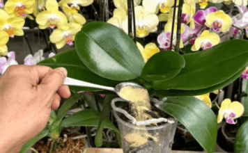 1 kašičica direktno u saksiju i 0RHIDEJA cvjeta skoro N0N-ST0P: Nema plijesni, bolesti i imam 5 puta više cvjetova! 1 kašičica direktno u saksiju i 0RHIDEJA cvjeta skoro N0N-ST0P: Nema plijesni, bolesti i imam 5 puta više cvjetova!