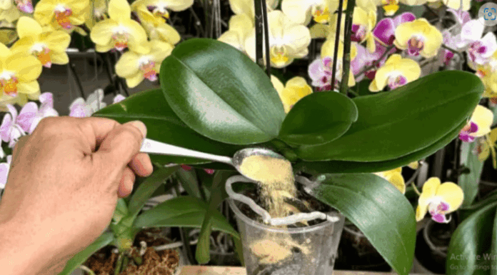 1 kašičica direktno u saksiju i 0RHIDEJA cvjeta skoro N0N-ST0P: Nema plijesni, bolesti i imam 5 puta više cvjetova! 1 kašičica direktno u saksiju i 0RHIDEJA cvjeta skoro N0N-ST0P: Nema plijesni, bolesti i imam 5 puta više cvjetova!