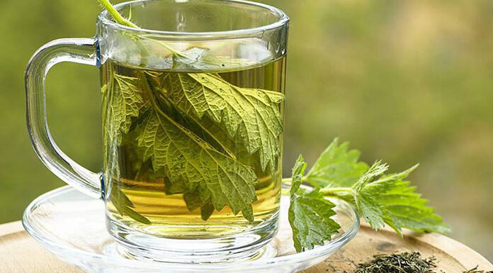 Čaj od KOPRIVE – Pomoć u lečenju bolesti srca, raka, osteoporoze, ekcema, artritisa, psorijaze… Čaj od KOPRIVE – Pomoć u lečenju bolesti srca, raka, osteoporoze, ekcema, artritisa, psorijaze…