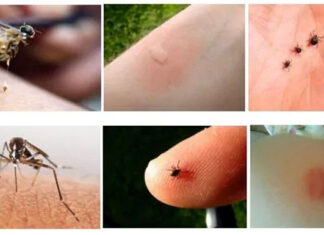 Kako se otarasiti osa, komaraca i drugih insekata uz pomoć taloga kafe (RECEPT) Kako se otarasiti osa, komaraca i drugih insekata uz pomoć taloga kafe (RECEPT)