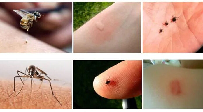 Kako se otarasiti osa, komaraca i drugih insekata uz pomoć taloga kafe (RECEPT) Kako se otarasiti osa, komaraca i drugih insekata uz pomoć taloga kafe (RECEPT)