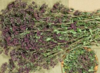 Ovo je najzdraviji čaj na svijetu: Sprječava sve od obične prehlade do kancera! Ovo je najzdraviji čaj na svijetu: Sprječava sve od obične prehlade do kancera!