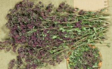 Ovo je najzdraviji čaj na svijetu: Sprječava sve od obične prehlade do kancera! Ovo je najzdraviji čaj na svijetu: Sprječava sve od obične prehlade do kancera!