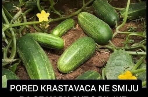 PORED KRASTAVACA NE SMIJU DA SE NAĐU OVE 3 BILJKE: Usporiće im rast i od njih neće ostati ništa!