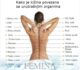 Pravi uzrok boli: Kako je naša kičma povezana s unutrašnjim organima…