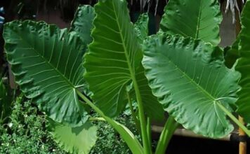 U svakom domu raste Adam: brzorastuća biljka koja “plače” kada se dogodi u kući! U svakom domu raste Adam: brzorastuća biljka koja “plače” kada se dogodi u kući!