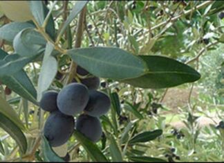 BIBLIJSKA BILJKA PUCA ZDRAVLJEM: Skuhajte čaj od suhih maslinovih grančica i ozdravite od teških bolesti! BIBLIJSKA BILJKA PUCA ZDRAVLJEM: Skuhajte čaj od suhih maslinovih grančica i ozdravite od teških bolesti!