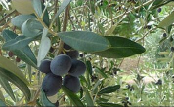 BIBLIJSKA BILJKA PUCA ZDRAVLJEM: Skuhajte čaj od suhih maslinovih grančica i ozdravite od teških bolesti! BIBLIJSKA BILJKA PUCA ZDRAVLJEM: Skuhajte čaj od suhih maslinovih grančica i ozdravite od teških bolesti!