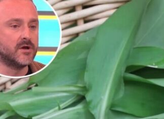 BILJKA KOJA SNIŽAVA HOLESTEROL, ČISTI KRVNE SUDOVE I UBIJA KANDIDU: Travar Momčilo otkrio 3 najefikasnija recepta BILJKA KOJA SNIŽAVA HOLESTEROL, ČISTI KRVNE SUDOVE I UBIJA KANDIDU: Travar Momčilo otkrio 3 najefikasnija recepta