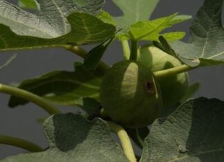 Čaj od lista 1 voćke topi salo, reguliše varenje, snižava masnoću i pritisak: Potrebna 2 sastojka, a pije se cele godine Čaj od lista 1 voćke topi salo, reguliše varenje, snižava masnoću i pritisak: Potrebna 2 sastojka, a pije se cele godine