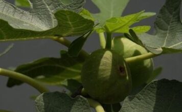 Čaj od lista 1 voćke topi salo, reguliše varenje, snižava masnoću i pritisak: Potrebna 2 sastojka, a pije se cele godine Čaj od lista 1 voćke topi salo, reguliše varenje, snižava masnoću i pritisak: Potrebna 2 sastojka, a pije se cele godine