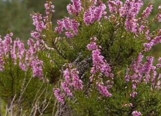 ČAROBNI ZIMZELENI GRM: Otapa sve vrste kamenca i liječi upale! ČAROBNI ZIMZELENI GRM: Otapa sve vrste kamenca i liječi upale!