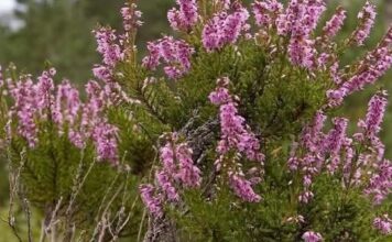 ČAROBNI ZIMZELENI GRM: Otapa sve vrste kamenca i liječi upale! ČAROBNI ZIMZELENI GRM: Otapa sve vrste kamenca i liječi upale!