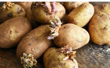 EVO KAKO DA SPRIJEČITE KROMPIR DA NE PROKLIJA: Za ovaj hit trik vam trebaju samo još jabuke! EVO KAKO DA SPRIJEČITE KROMPIR DA NE PROKLIJA: Za ovaj hit trik vam trebaju samo još jabuke!