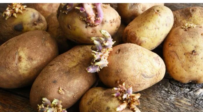 EVO KAKO DA SPRIJEČITE KROMPIR DA NE PROKLIJA: Za ovaj hit trik vam trebaju samo još jabuke! EVO KAKO DA SPRIJEČITE KROMPIR DA NE PROKLIJA: Za ovaj hit trik vam trebaju samo još jabuke!