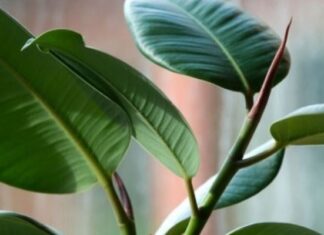 FIKUS ĆE VAM NARASTI DO PLAFONA: Samo ga prskajte OVOM VODOM, cvijeće će biti BUJNO I PREDIVNO FIKUS ĆE VAM NARASTI DO PLAFONA: Samo ga prskajte OVOM VODOM, cvijeće će biti BUJNO I PREDIVNO