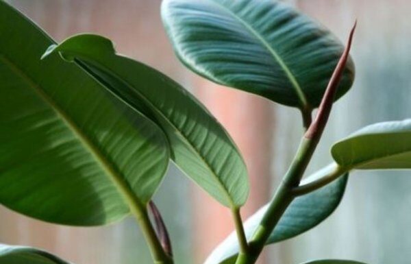 FIKUS ĆE VAM NARASTI DO PLAFONA: Samo ga prskajte OVOM VODOM, cvijeće će biti BUJNO I PREDIVNO FIKUS ĆE VAM NARASTI DO PLAFONA: Samo ga prskajte OVOM VODOM, cvijeće će biti BUJNO I PREDIVNO