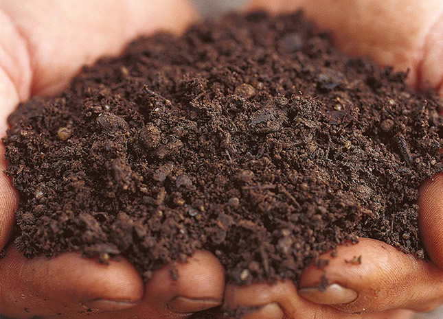 ILOVAČA KAO LIJEK : Sta se sve može izliječiti i kako ! ILOVAČA KAO LIJEK : Sta se sve može izliječiti i kako !