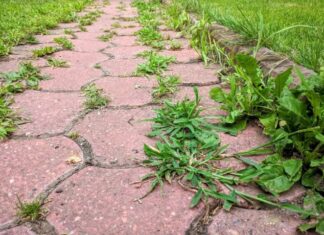 KOROV UPORNO RASTE IZMEĐU BETONA: Evo kako da ga zauvijek iskorijenite – VIŠE SE NEĆE VRAĆATI KOROV UPORNO RASTE IZMEĐU BETONA: Evo kako da ga zauvijek iskorijenite – VIŠE SE NEĆE VRAĆATI